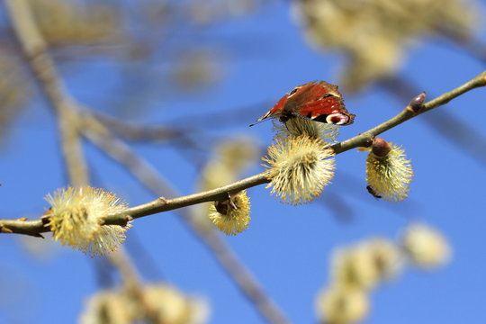 Bada Bing Weidenzweige Mit 5 Haken - Naturdeko 50cm In Grau Mit Silberband