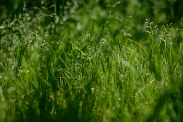 juicy grass basis good mood in the fresh morning