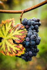 Reife Pinot Traube im Herbst 