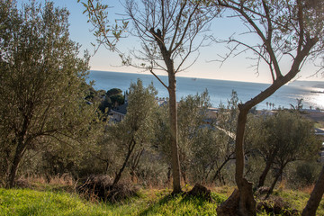 Fototapeta premium the landscape of an olive grove from the Albisola Superiore ill (Savona) 