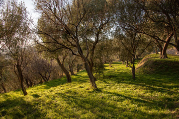 Uliveto nella Liguria di Ponente