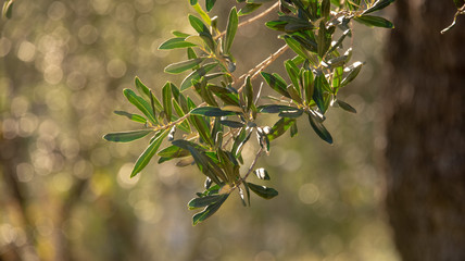 rametto e foglie di ulivo