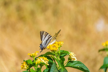 Scarce swallowtail eating yellow flower
