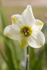 green daffodil