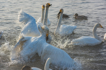 Fighting white whooping swans swimming in the nonfreezing winter lake. The place of wintering of swans, Altay, Siberia, Russia. © olinchuk