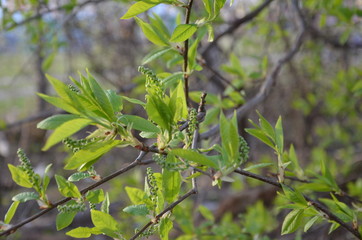 scene of fresh foliage and blue sky, ideal as a nature background with bright vibrant colors