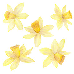 Daffodils or narcissus. Yellow flowers. Watercolor hand drawn illustration. Isolated on white background.