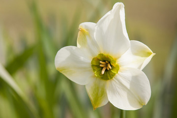 Fototapeta na wymiar daffodil green