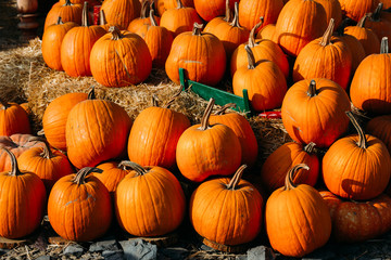 Photo of beautiful pumpkins at outdoor farmer local market in sunny autumn day