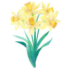 Spring bouquet of bright yellow daffodils or narcissus and leaves. Five flowers. Hand drawn watercolor illustration. Isolated on white background.