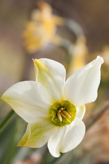 Obraz na płótnie Canvas Green Daffodil