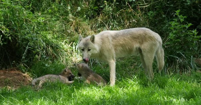 Arctic Wolf, canis lupus tundrarum, Mother and Cub standing near Den Entrance, Real Time 4K