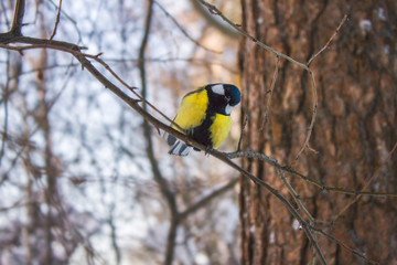 Great tit is sitting on a branch in the forest, turning its head