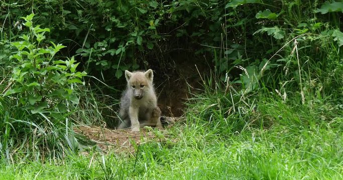 Arctic Wolf, canis lupus tundrarum, Cub standing at Den Entrance, Real Time 4K