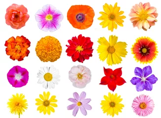 Schilderijen op glas Big Collection of top view flowers isolated on white background © Garmon