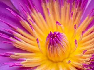 Close up of beautiful Pink lotus blooming in the pond