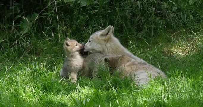 Arctic Wolf, canis lupus tundrarum, Mother and Cub, Real Time 4K