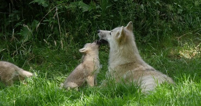 Arctic Wolf, canis lupus tundrarum, Mother playing with Cub, Real Time 4K