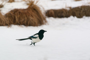 Photo of magpie bird on the snow