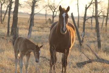 Mare and Colt