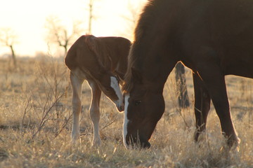 Mare and Foal