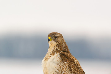 Portrait of common buzzard buteo buteo