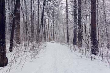 Fototapeta premium forest in a winter
