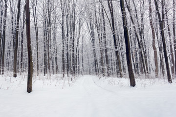 Naklejka premium forest in a winter