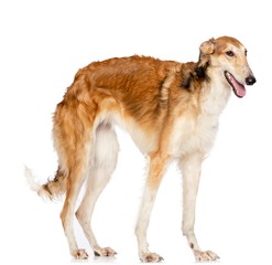 Russian borzoi, Russian hound greyhound Dog Isolated on White Background in studio