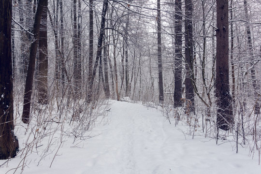Fototapeta forest in a winter