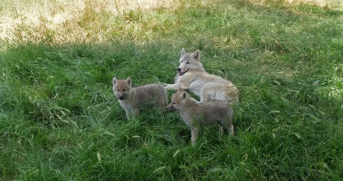 Arctic Wolf, canis lupus tundrarum, Mother and Cub, Real Time 4K