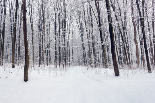 Fototapeta forest in a winter