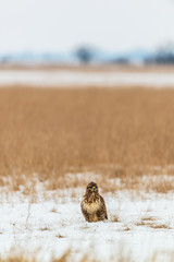 Common buzzard buteo buteo on winter field