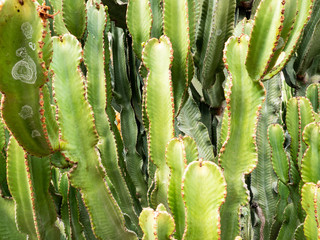 Wild cactus full frame abstract background texture