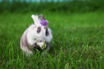 Кролик с цветком © falafelya