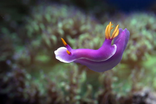 Close-up of a Sea slug underwater, Indonesia