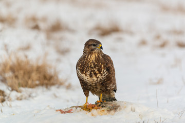 Common buzzard eating meat on the snow