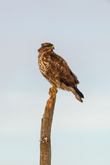 Photo of common buzzard buteo buteo on a tree