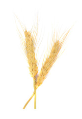 Wheat,balay isolated on white background