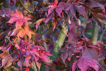 Rote Ahornblätter im Herbst 