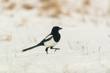 Photo of magpie bird on the snow
