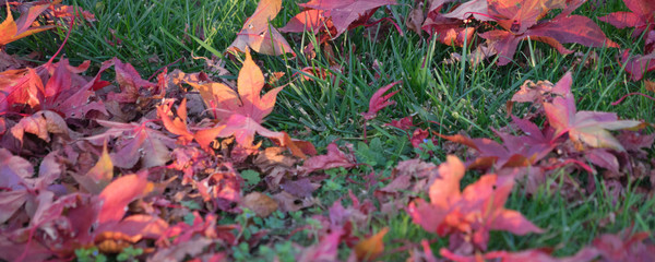 Rote Ahornblätter im Herbst 