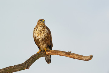 Photo of common buzzard buteo buteo on a tree