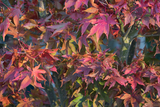 Rote Ahornblätter im Herbst 