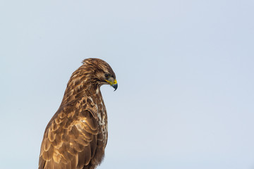 Portrait of common buzzard buteo buteo