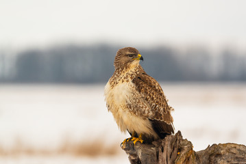 Photo of common buzzard buteo buteo on a tree
