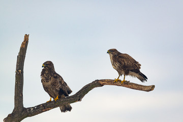 Photo of common buzzard buteo buteo on a tree