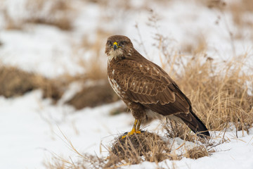 Common buzzard buteo buteo on winter field