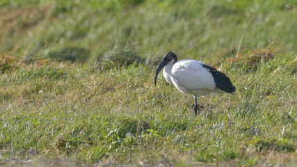 Ibis sacro posato sul prato che osserva