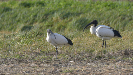 Due Ibis sacri posati sul prato che osservano